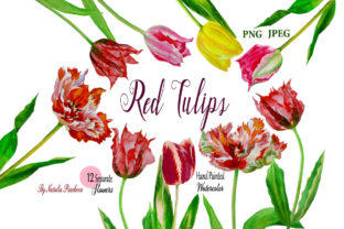 Red Tulips Flowers. Watercolor ClipArt Review