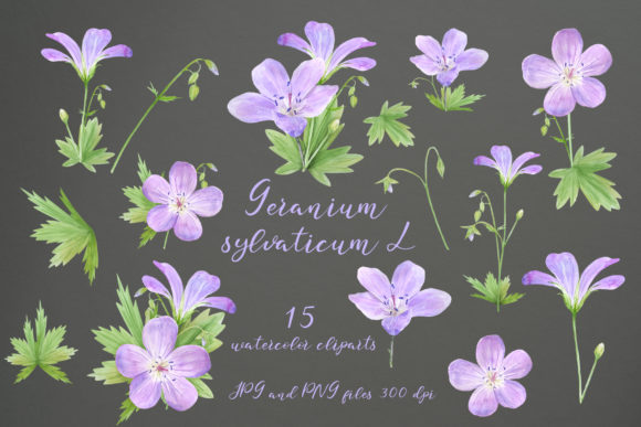 Watercolor Geranium Illustrations Review